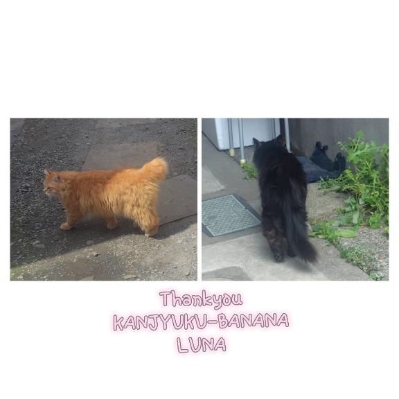 とある日の戯れ