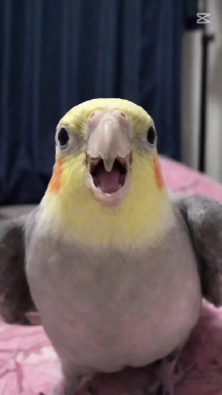 おはしり♥️(音源あり)