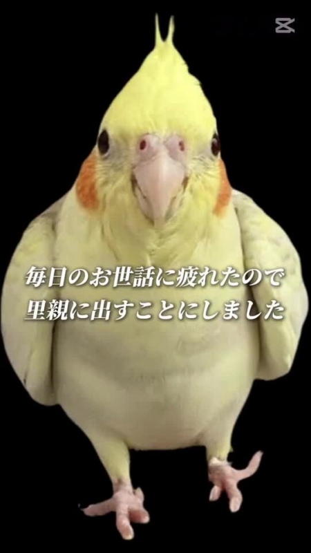 明日は午後、ゆっくりと…