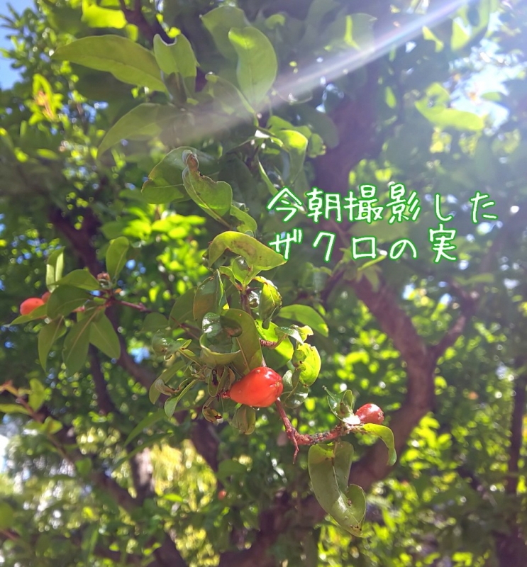 1枚目