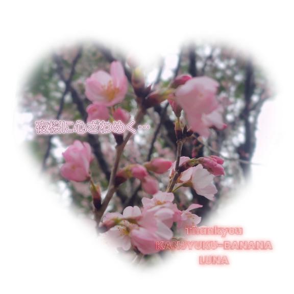 艶めく桜に魅了され?