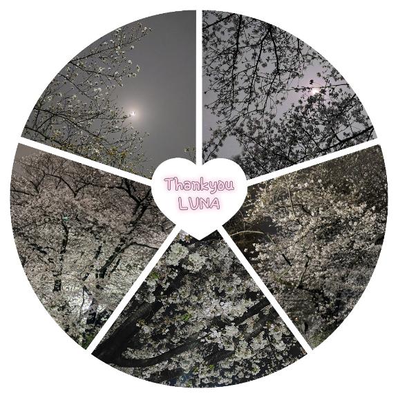 桜色に包まれた朝